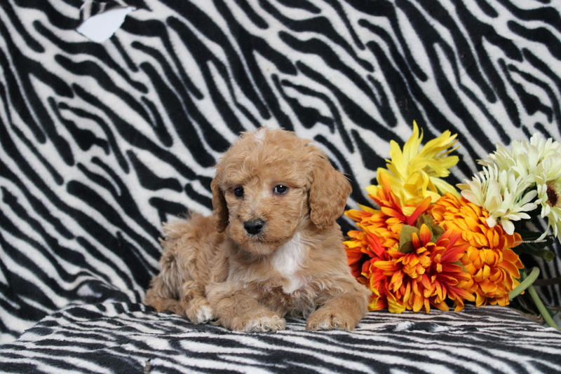 puppy, for, sale, Mini Goldendoodle F2B, Matthew B. Stoltzfus, dog, breeder, Gap, PA, dog-breeder, puppy-for-sale, forsale, nearby, find, puppyfind, locator, puppylocator, aca
